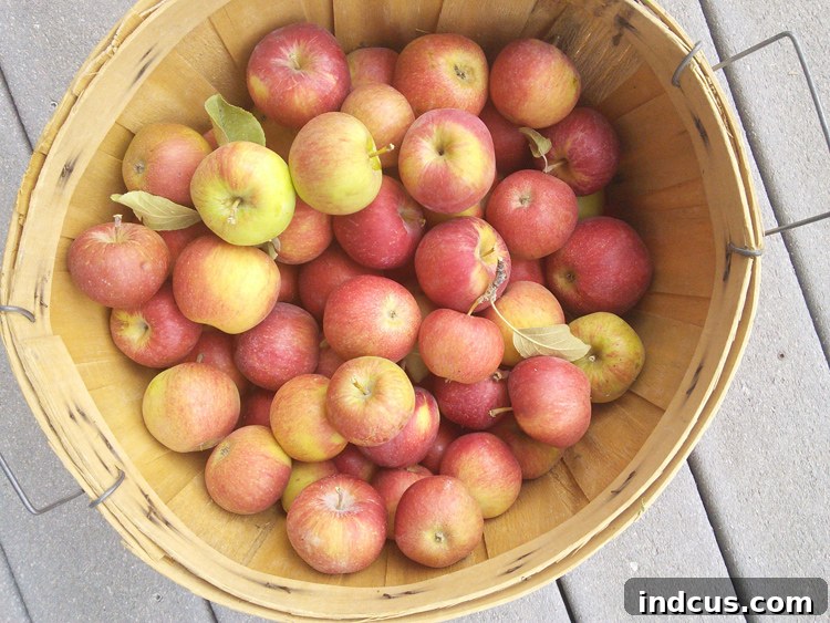 freshly picked homegrown apples