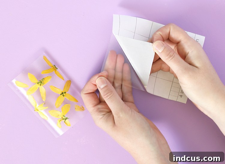 pressed flowers arranged on clear laminate