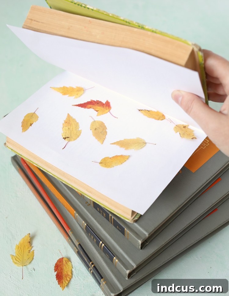 pressing fall leaves