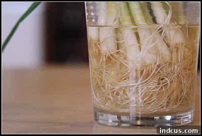 Green onion ends submerged in water, ready for regrowth.