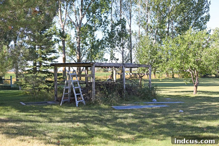 Before picture of old chicken coop area in backyard