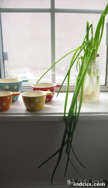 How to regrow green onions from the grocery store