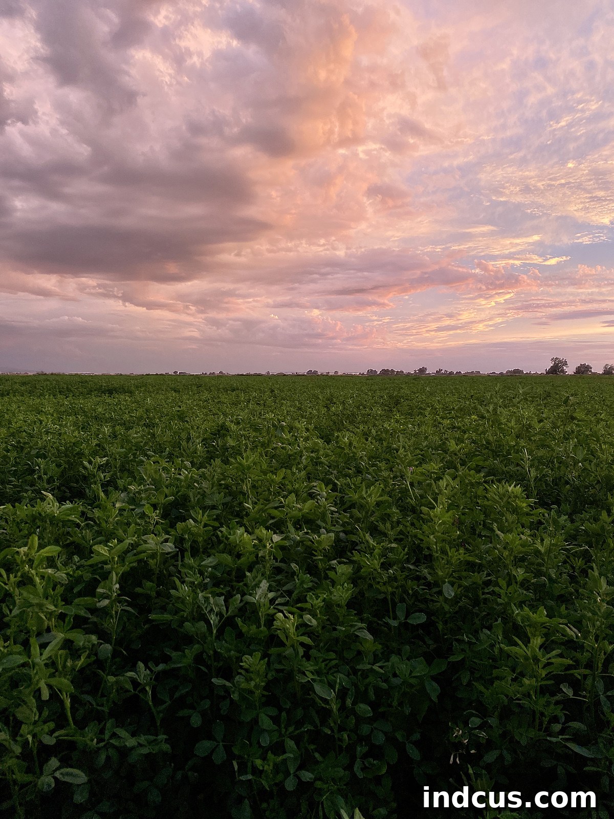 Four acres of open farmland with trees at the edge